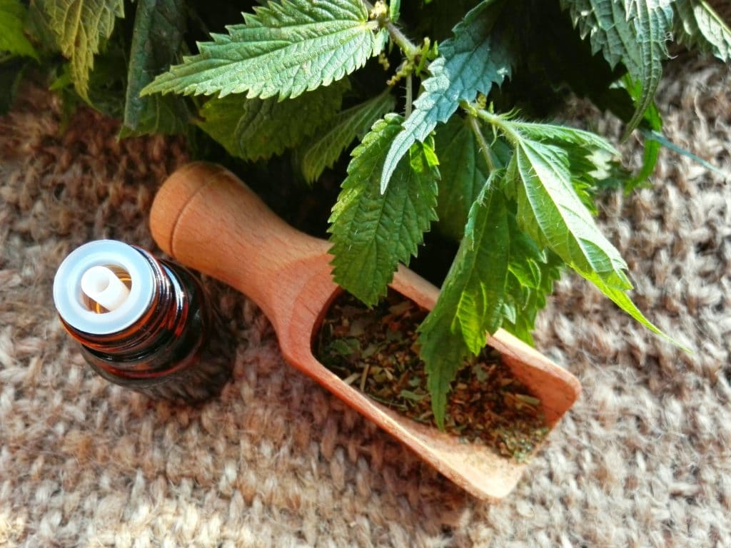 Stinging Nettle Root For Hair Loss Ultimate Guide Will It Work For You 