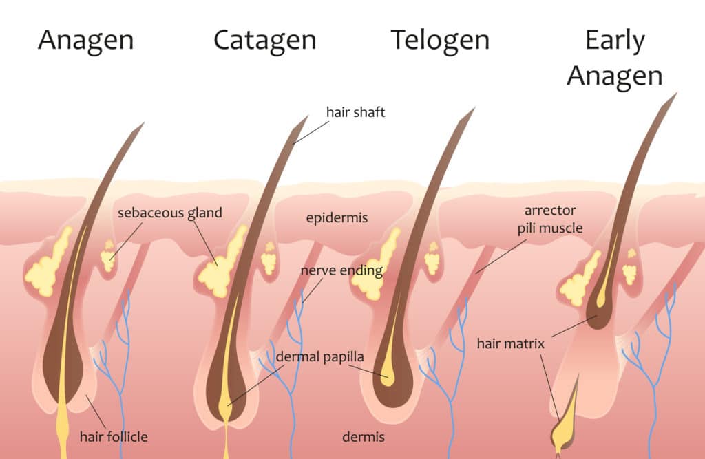 hair shedding cycle