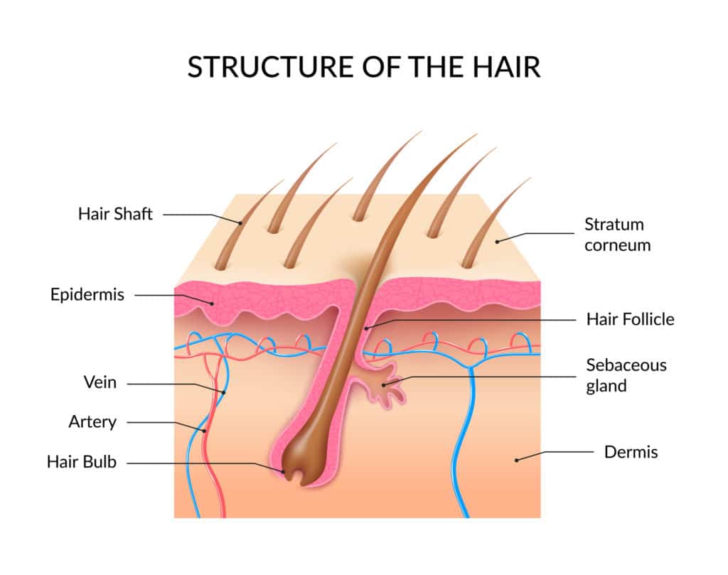 hair anatomy diagram